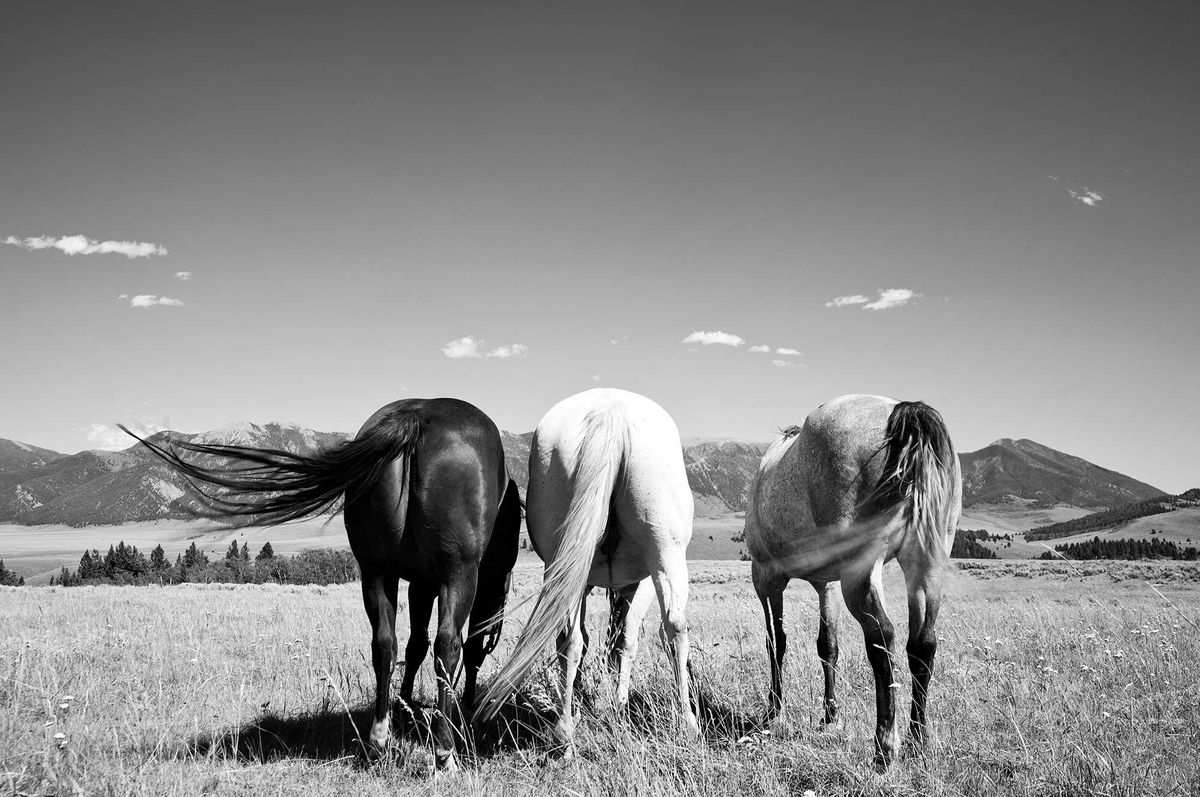 Three Stallions