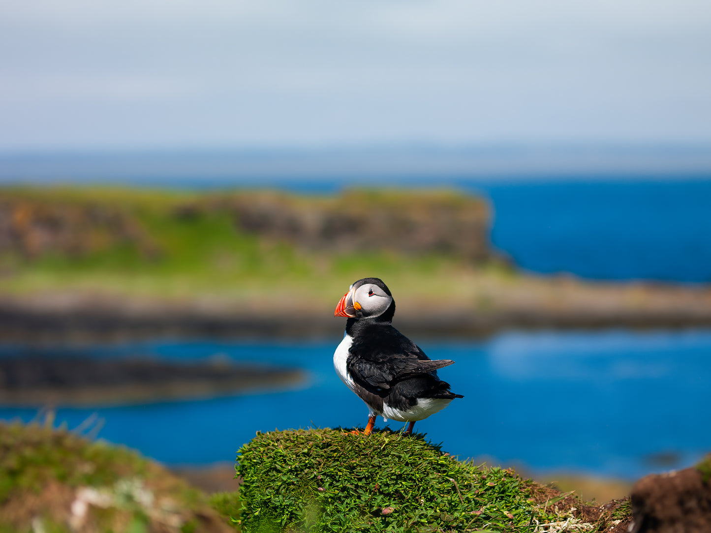 Puffin