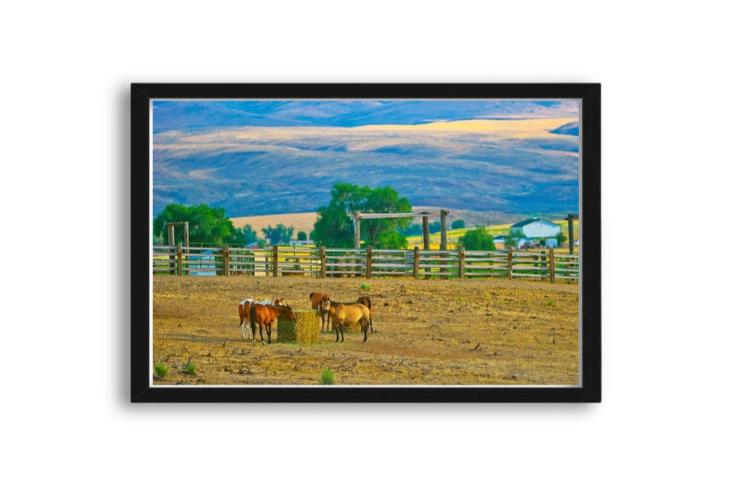 Grazing