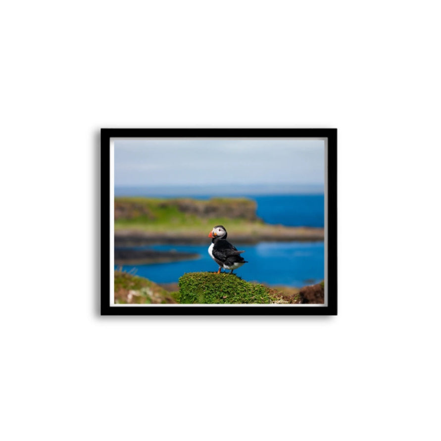 Puffin