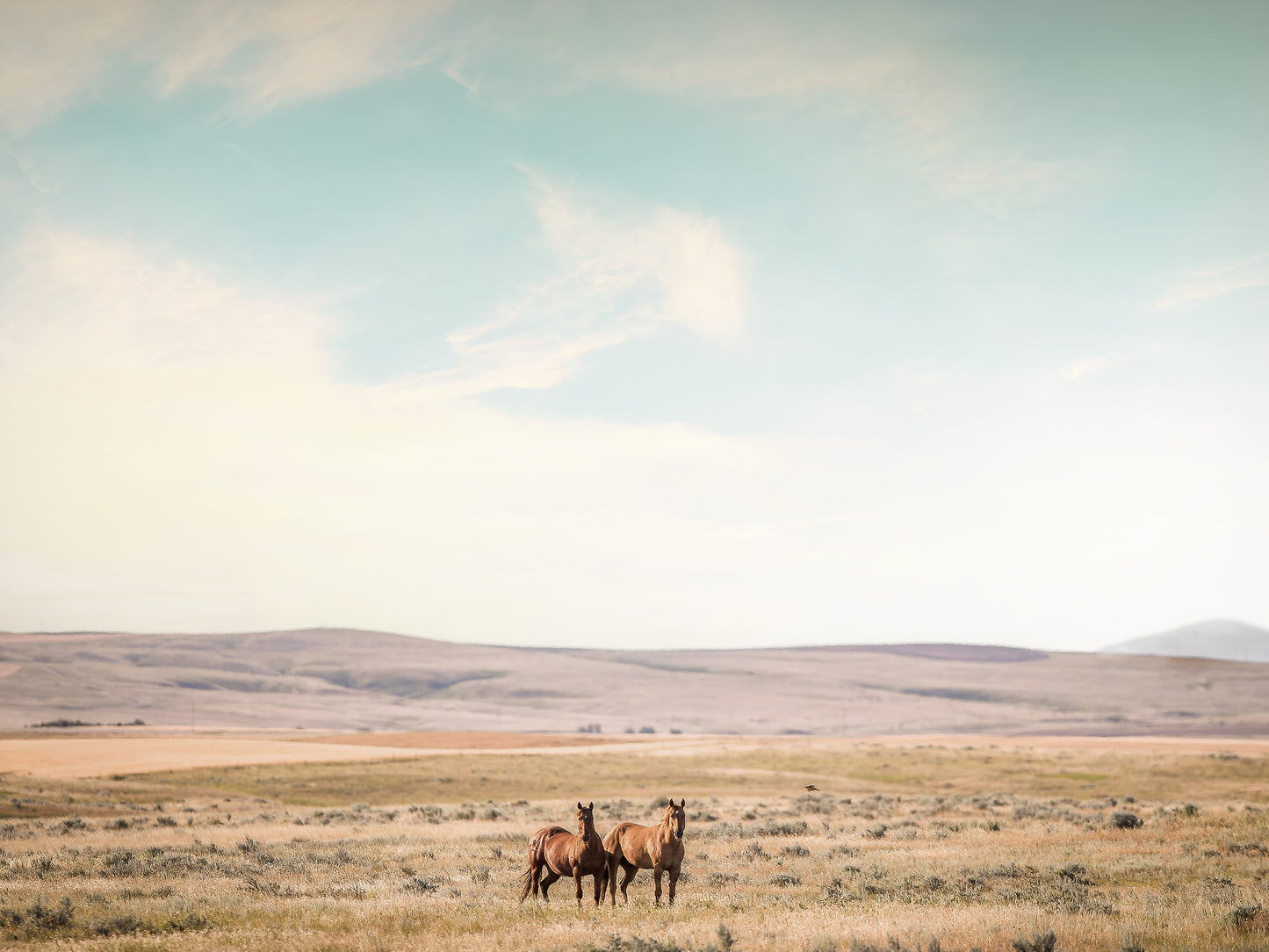 Montana Horses