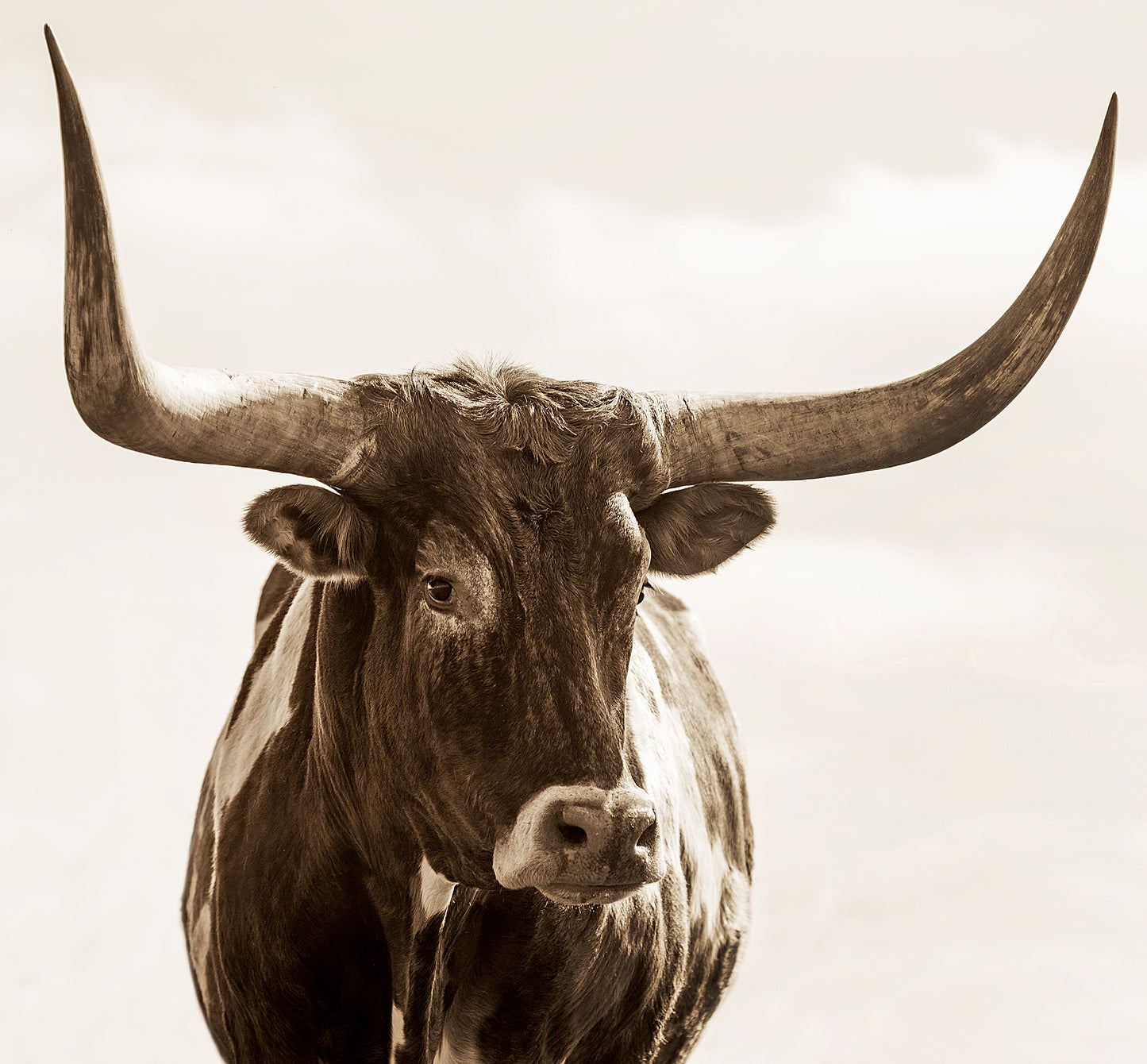 Bull