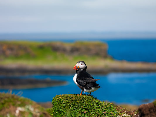 Puffin
