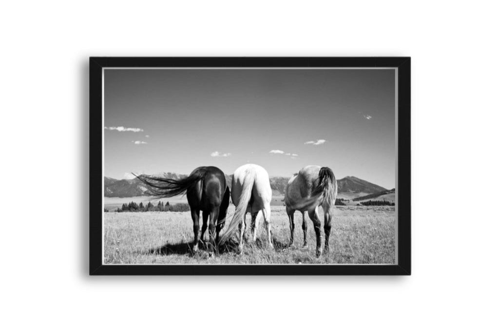 Three Stallions