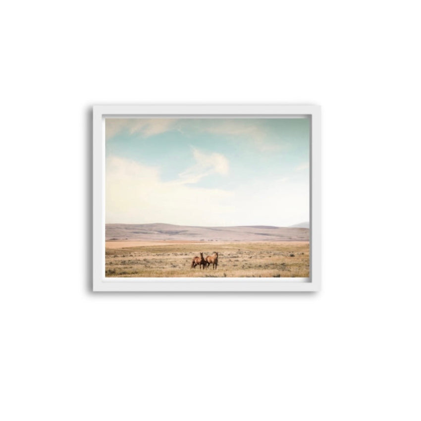 Montana Horses