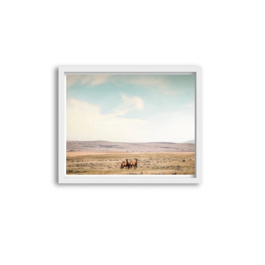 Montana Horses