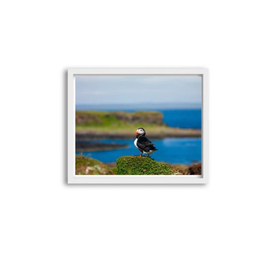 Puffin