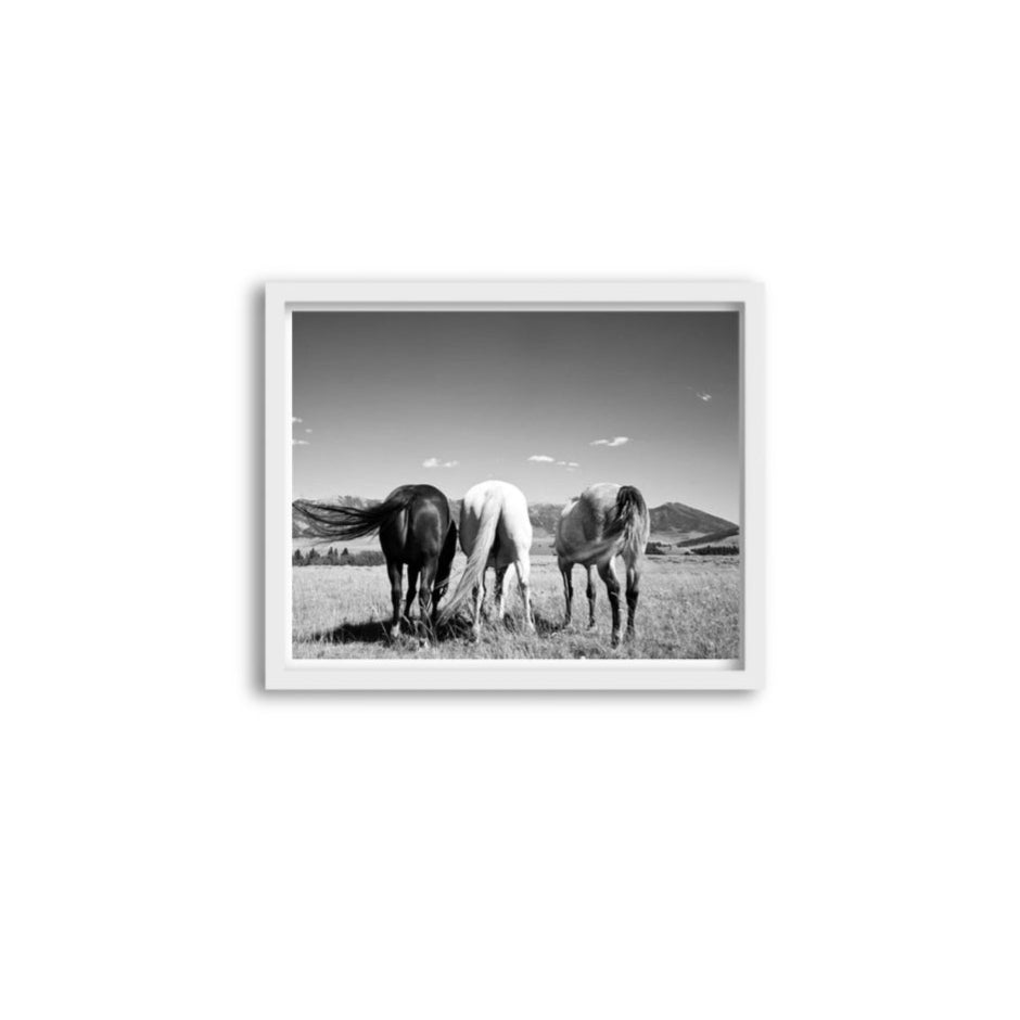 Three Stallions