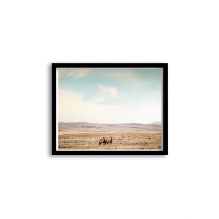 Montana Horses