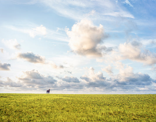 Lone Horse