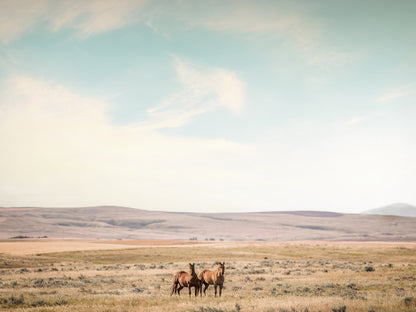 Montana Horses