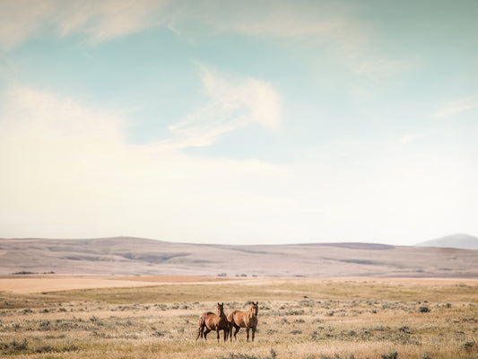Montana Horses
