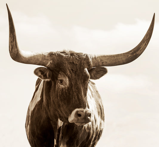 Bull